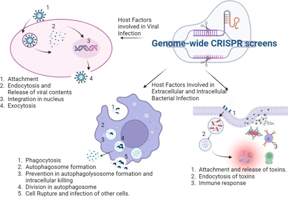Figure 1. Utilization of genome-wide CRISPR screens in diverse infectious diseases. (OA Literature)