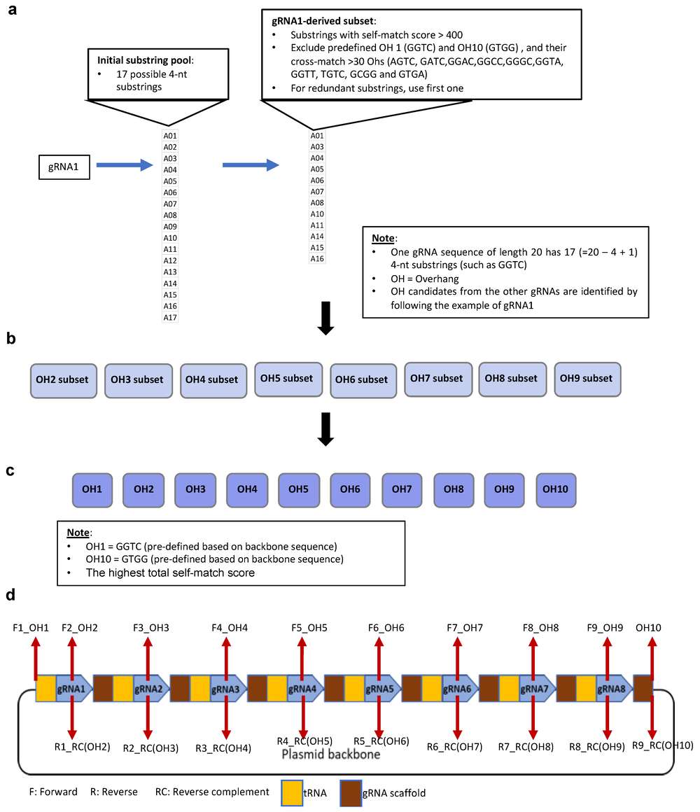 Figure 1. Workflow of multi-gRNA cloning optimization strategy. (OA Literature)