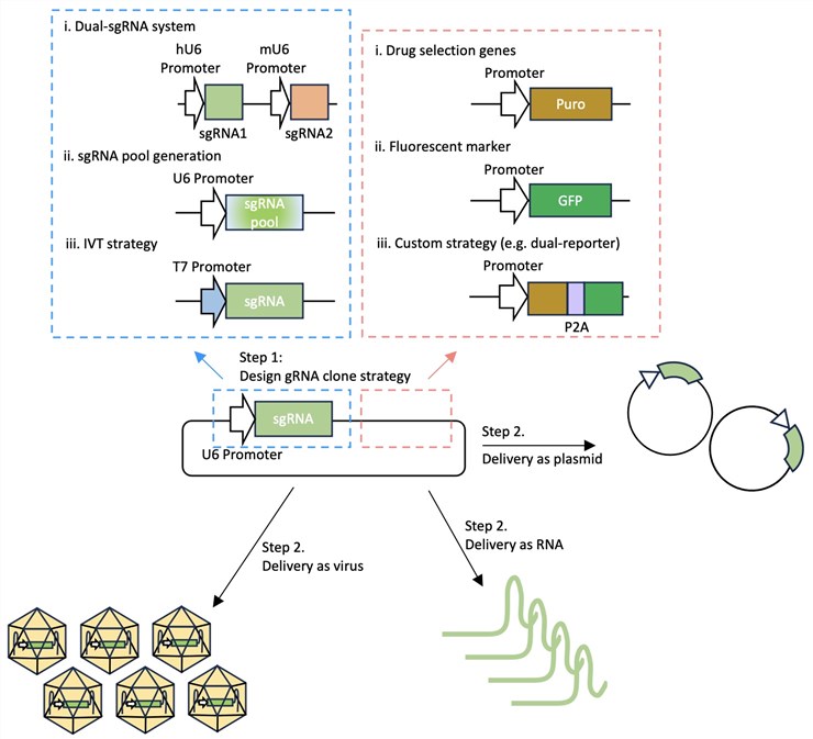 Figure 2. Schematic representation of the workflow for our gRNA cloning service tailored for CRISPR applications.