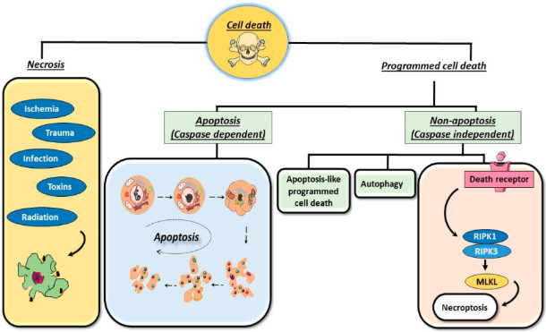 Figure 1: The primary types of cell death: programmed cell death and necrosis. (OA Literature)
