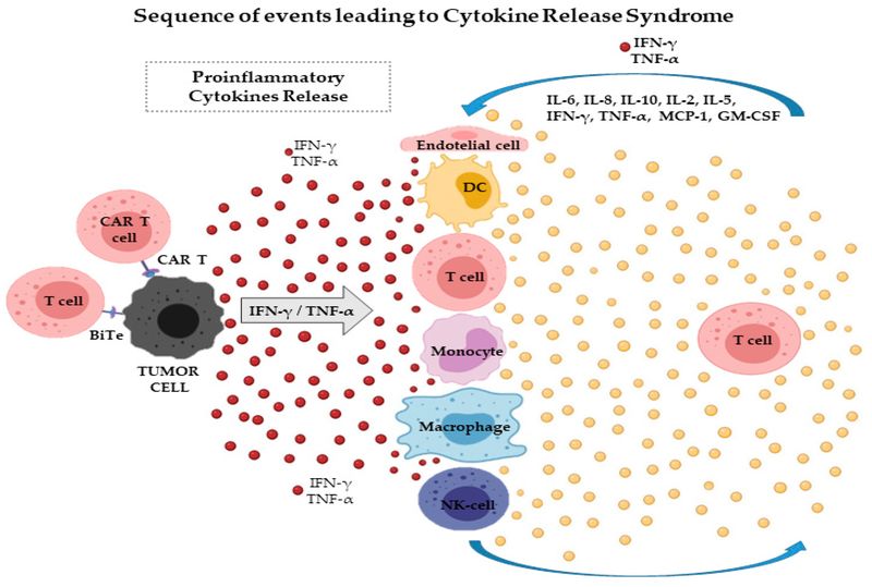 Figure 1. CAR T cells specifically target tumor cells and trigger the release of cytokines such as IFN-γ or TNF-α. This process activates surrounding immune and non-immune cells, including monocytes/macrophages, dendritic cells, NK and T cells, as well as endothelial cells. (OA Literature)