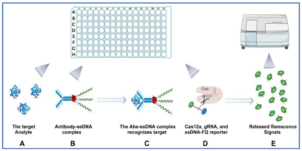 Figure 1: The procedure of the CRISPR-ELISA assay for measuring multiple cytokines. (OA Literature)