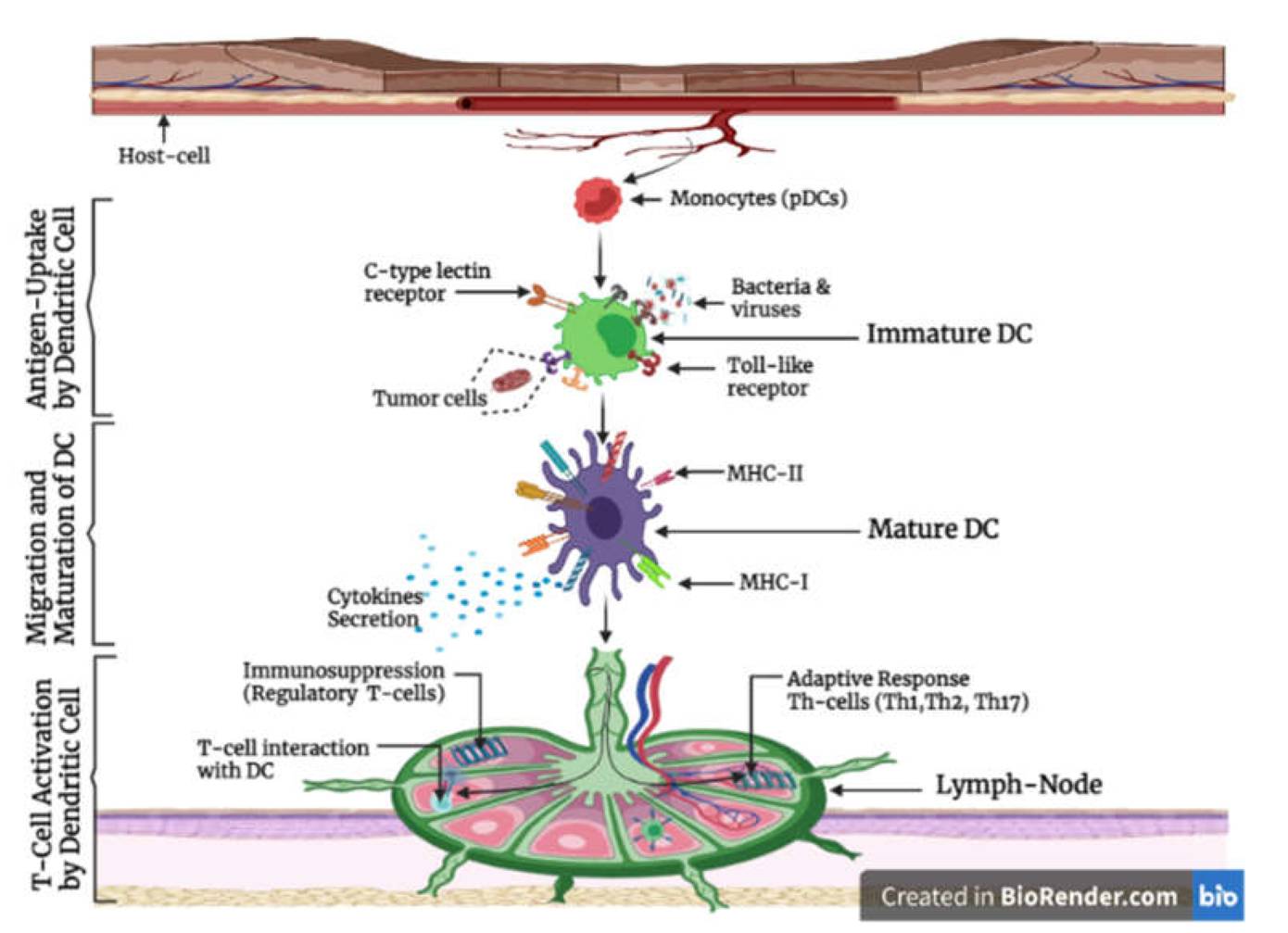 Figure 1: Antigen internalization, migration, maturation, and T-cell activation by dendritic cells. (OA Literature)