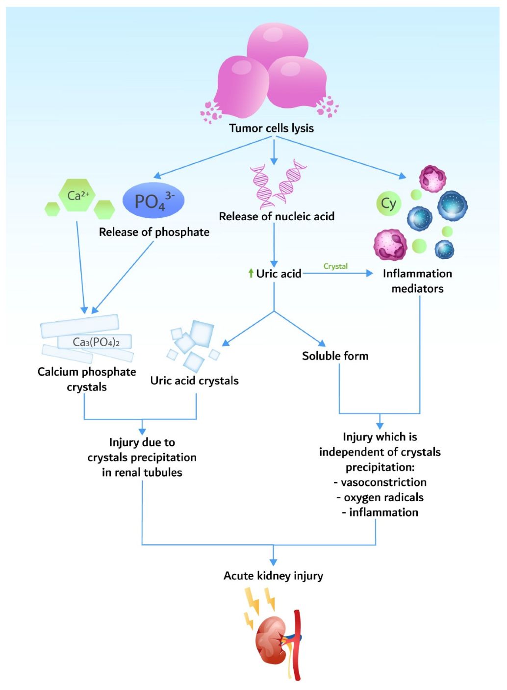Figure 1: Pathogenesis of Tumor Lysis Syndrome Leading to Acute Kidney Injury. (OA Literature)