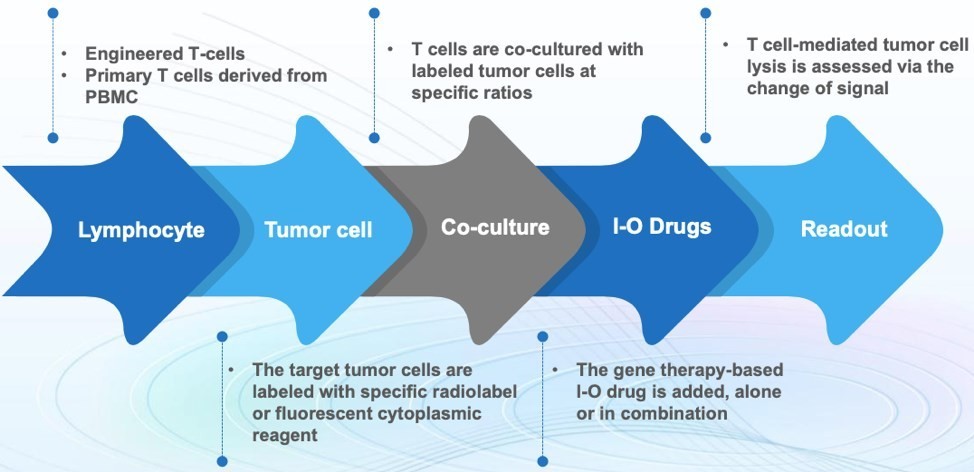 Figure 2: Assay for Tumor Lysis Mediated by T Cells. (Creative Biolabs)