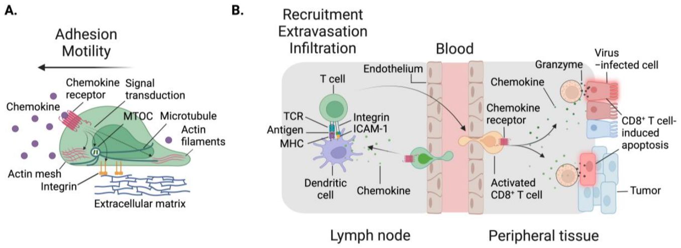 Figure 1. Cellular migration relies on intrinsic cellular factors as well as various environmental signaling inputs. (OA Literature)