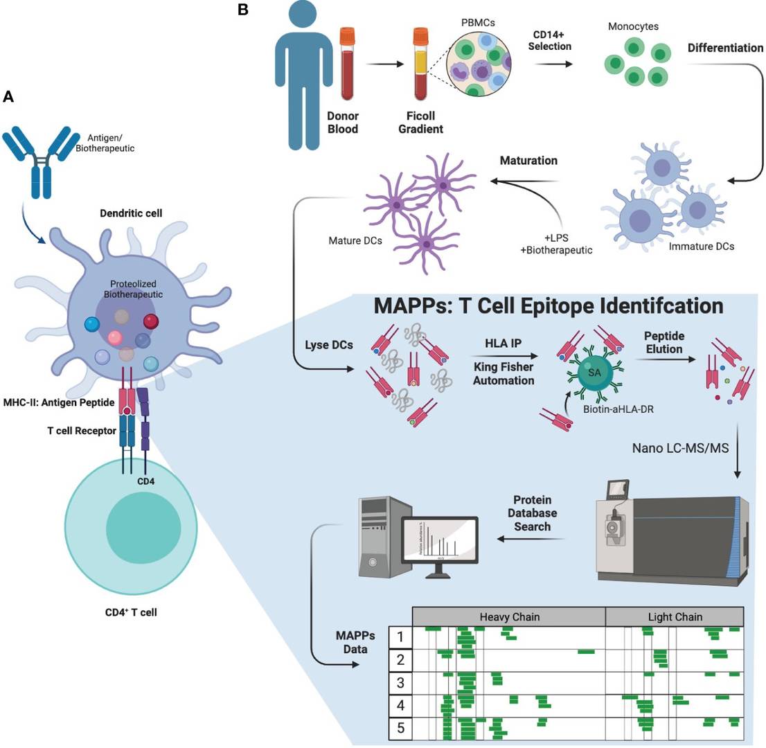 Figure 1: The biology behind ADA formation, the workflow of MAPPs, and the therapeutic molecules that have been evaluated. (OA Literature)