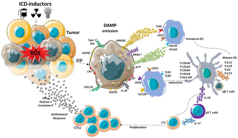 Figure 2: Activation of the Adaptive Immune Response Following Immunogenic Cell Death in Tumors. (OA Literature)