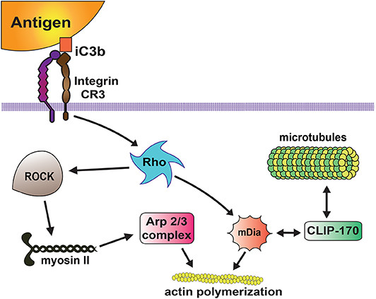 Figure 1: Complement Receptor Signaling Pathway for Phagocytosis. (OA Literature)