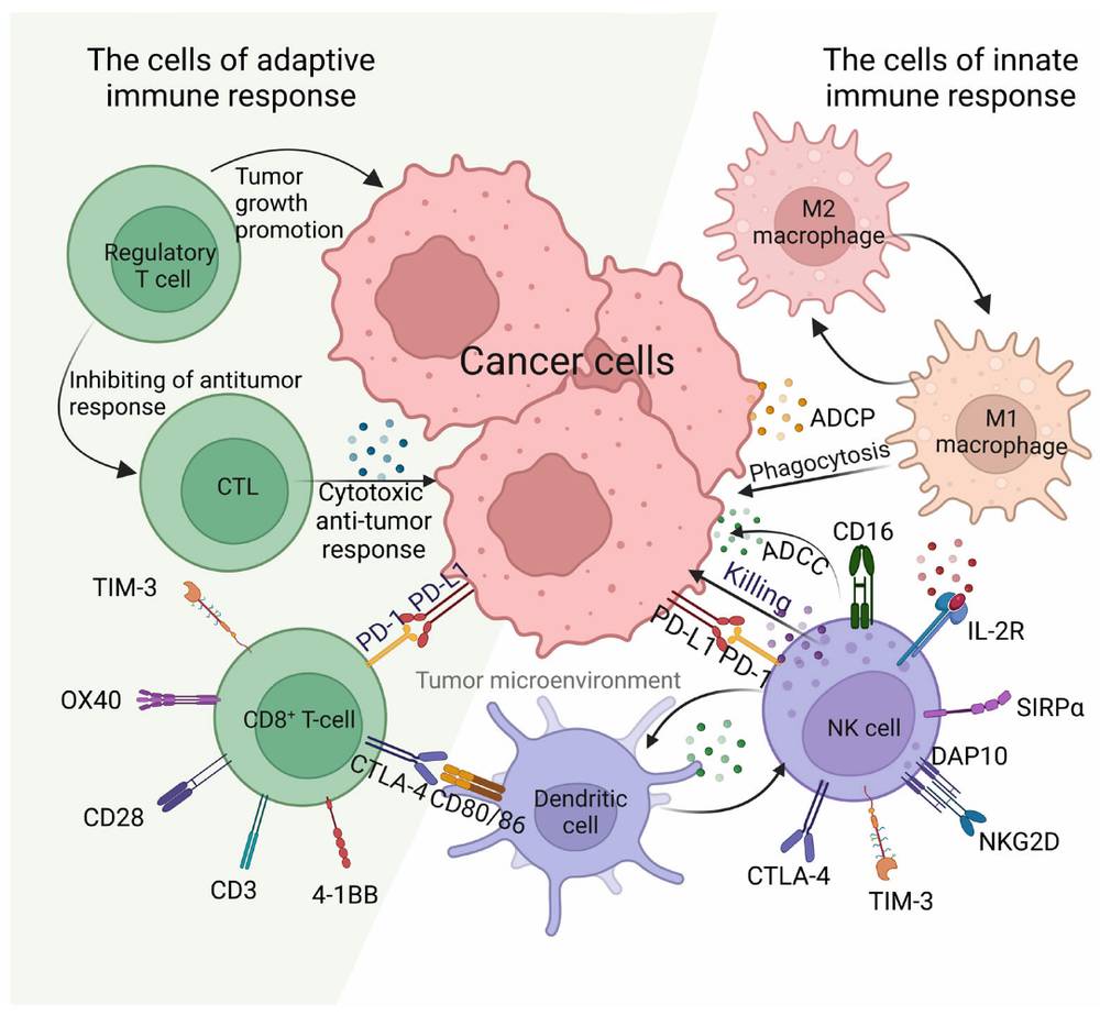 Figure 1: Schematic illustration of immune surveillance of the tumor microenvironment. (OA Literature)