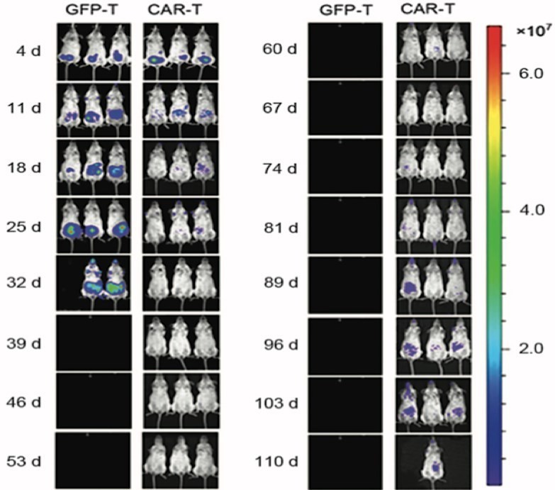 Figure 1. In Vivo Assessment of T Cell Persistence and Migration. (OA Literature)