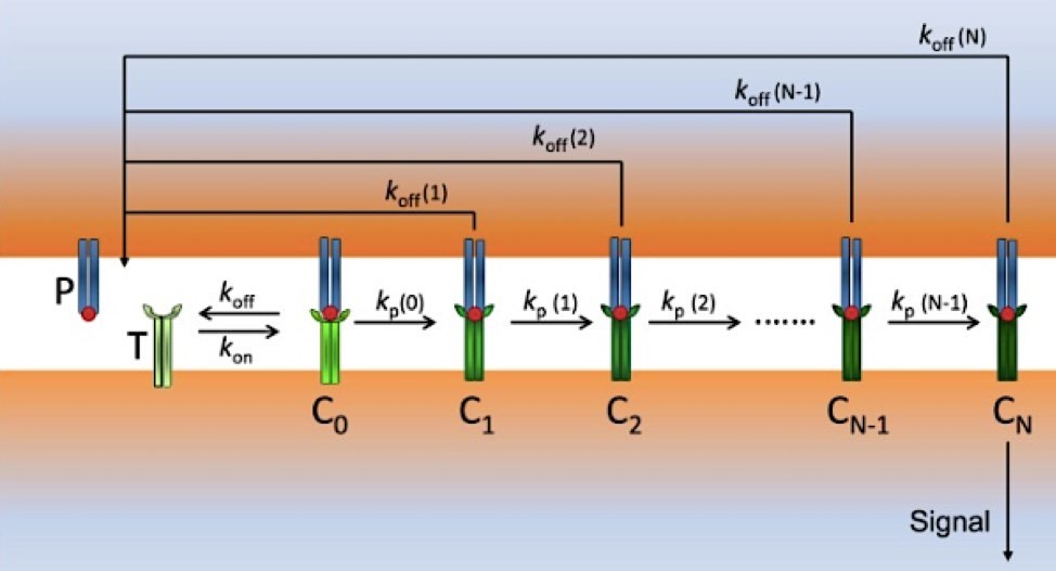 Figure 1. Diagram of the modified kinetic proofreading (KPR) model: P (pMHCs) and T (TCRs) interact to form the pMHC-TCR complex (C0) with rate constants kon and koff. (OA Literature)