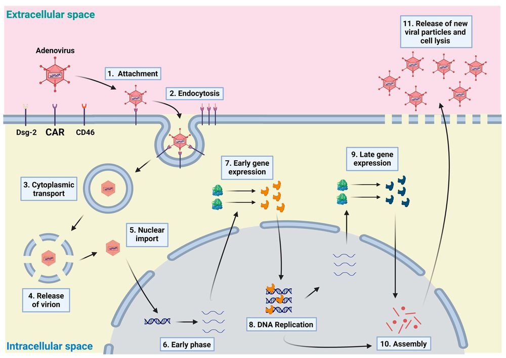 Figure 1. The adenovirus life cycle. (OA Literature)