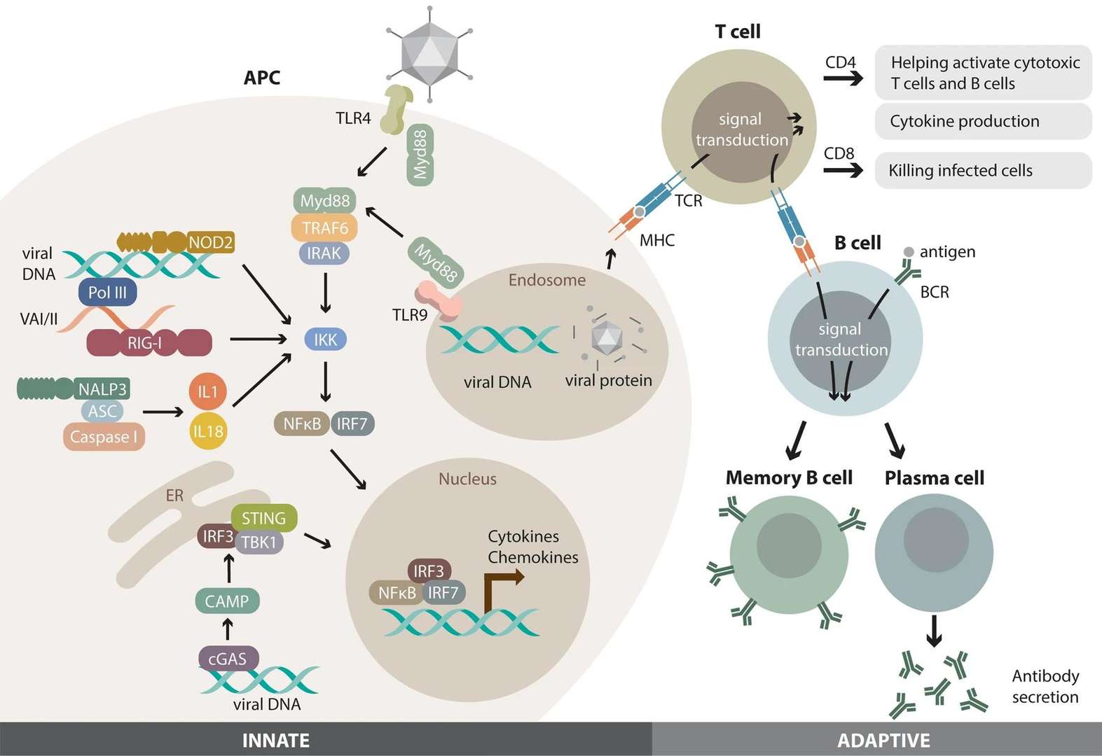 Figure 1. Host immune responses to adenoviral vectors. (Left panel) Innate immune responses. (OA Literature)