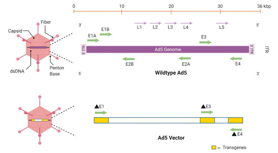 Figure 1: The adenovirus genome features inverted terminal repeats (ITR) along with multiple early (E) and late (L) genes. (OA Literature)