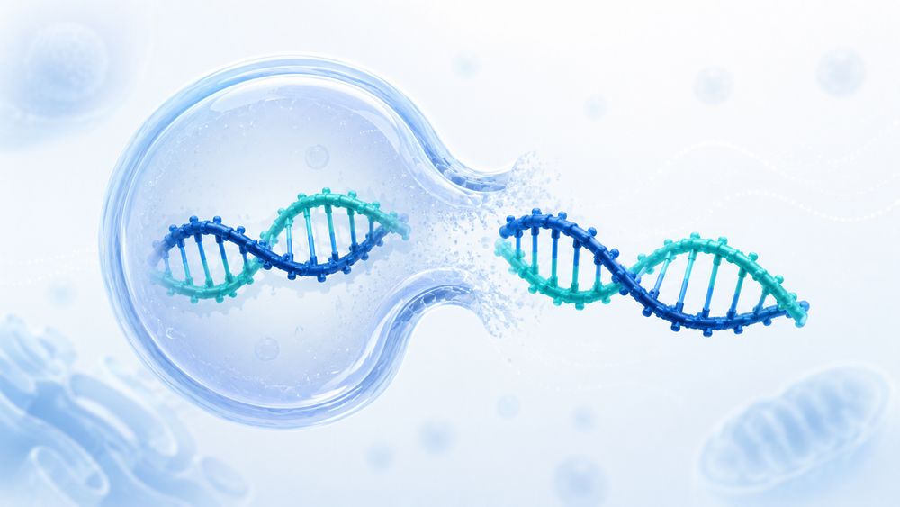 Illustration of siRNA escaping from an endosome into the cytosol (Creative Biolabs original)