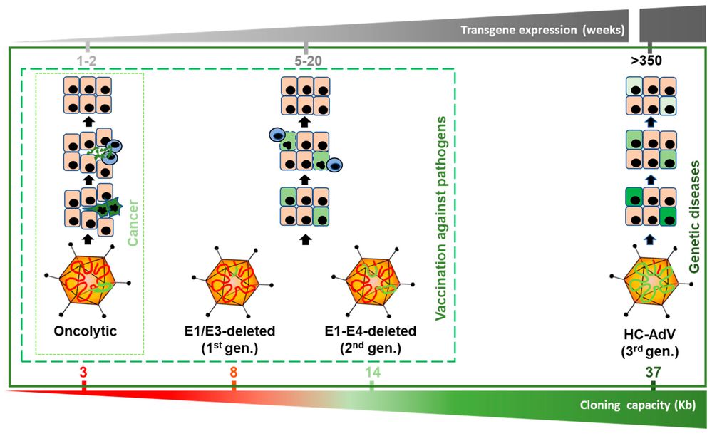 Figure 1. Types of adenoviral vectors and their potential therapeutic applications. (OA Literature)