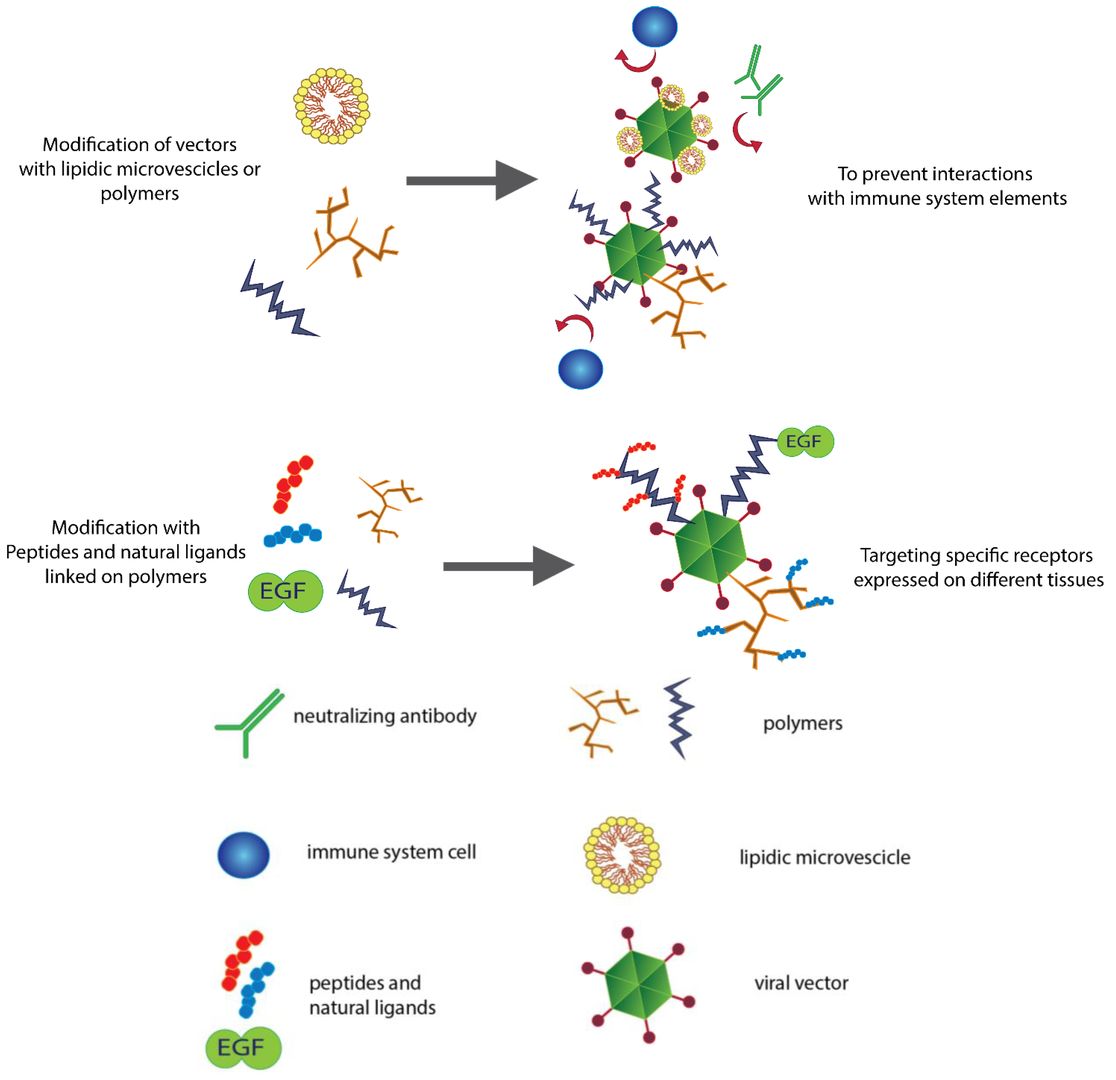 Figure 1. Modification of Viral Vector Surfaces for Various Applications. Coating viral vectors with polymers and lipid vesicles generally leads to decreased immunogenicity and enhanced persistence of the vectors in the bloodstream. (OA Literature)