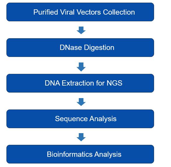 Figure 2. Streamlined workflow for viral genome sequencing. (Creative Biolabs)