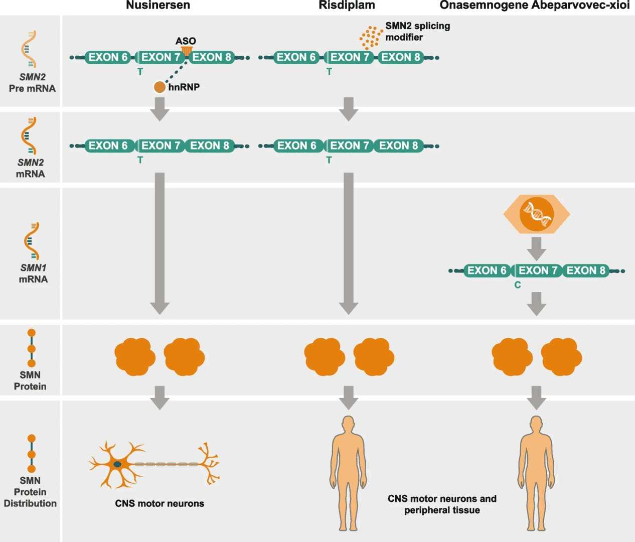 Figure 2: Pathogenesis of SMA. (OA Literature)