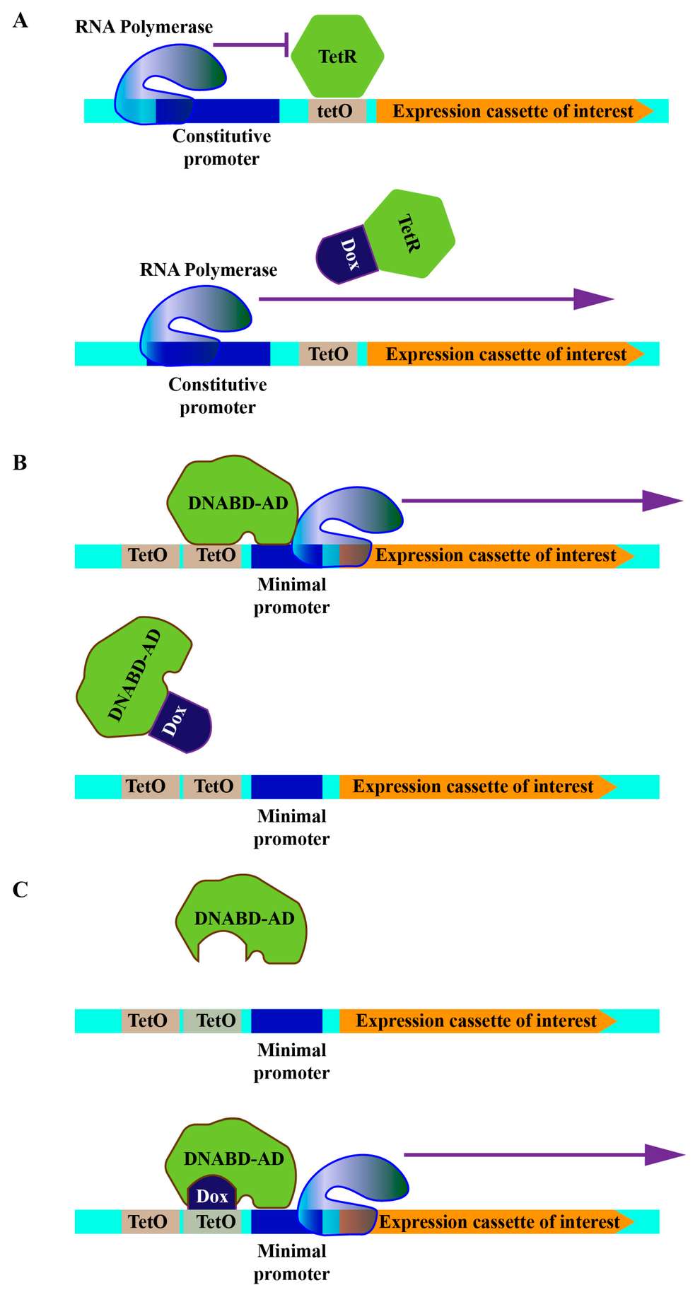 Figure 1. Schematic representations of tetracycline-controlled operator systems. (A) Configuration for repression; (B) Tet-off configuration; (C) Tet-on configuration. Abbreviations: DNABD - DNA binding domain, AD - activating domain, TetO - tetracycline operator, Dox - doxycycline, TetR - tet repressor. (OA Literature)