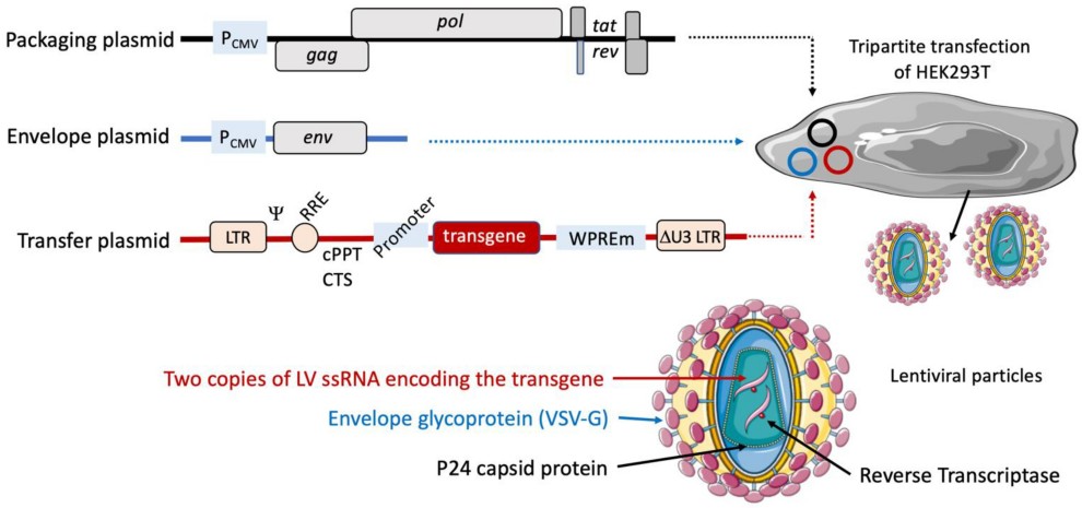 Lentiviral plasmids and the principle of production of lentiviral vectors