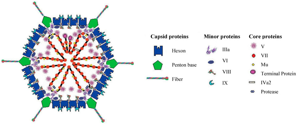 Figure 1. Adenovirus Structure. (OA Literature)