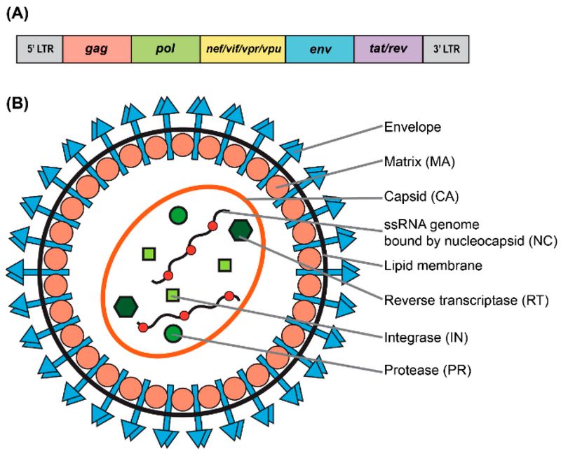 Figure 1: Structural and Genomic Organization of Lentiviral Vectors. (OA Literature)