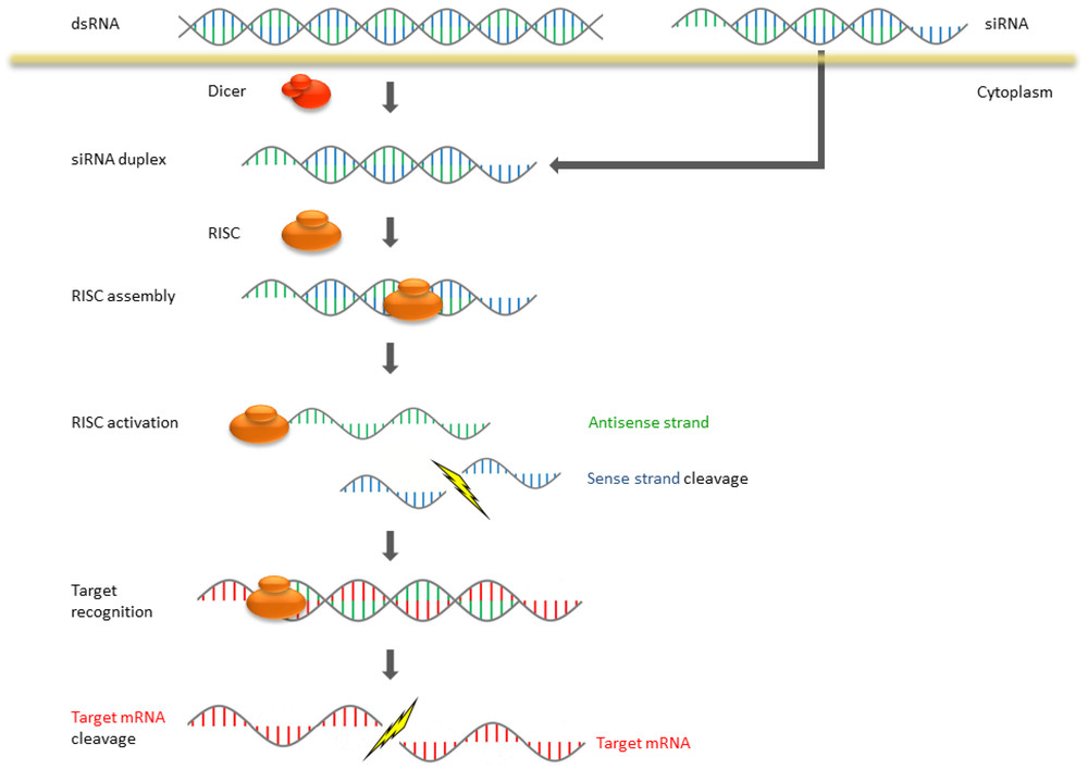 Figure 1: Understanding the Mechanism of RNA Interference (RNAi) in Mammalian Cells. (OA Literature)