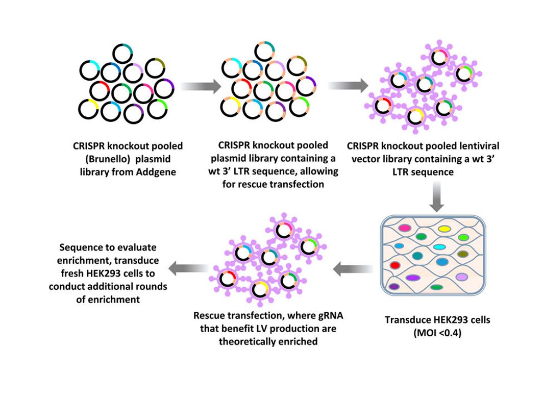 CRISPR Screening Workflow and Enrichment Data