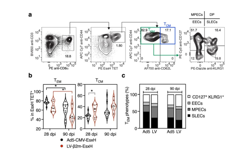 Memory T Cell Commitment Analysis