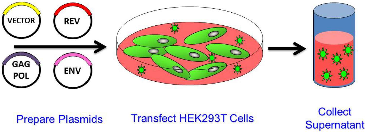Figure 1. Production of Lentiviral Vector via Transient Transfection. The four packaging plasmids are introduced into cells optimized for high vector production efficiency. (OA Literature)