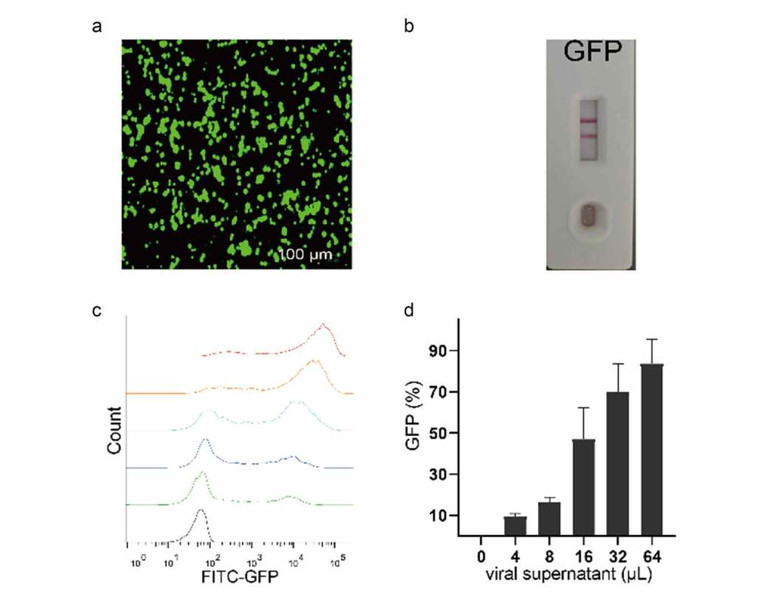 Verification of virus packaging capability