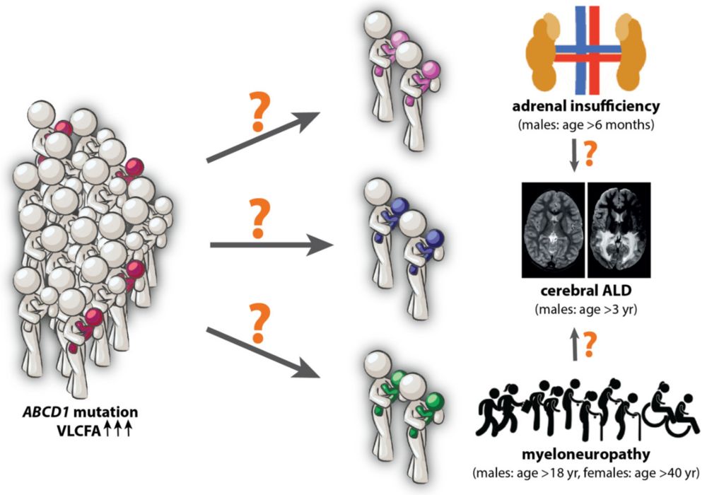 Figure 1. The clinical spectrum of ALD. On a molecular scale, individuals with ALD exhibit a genetic mutation in the ABCD1 gene and show increased levels of very long-chain fatty acids (VLCFA). (OA Literature)