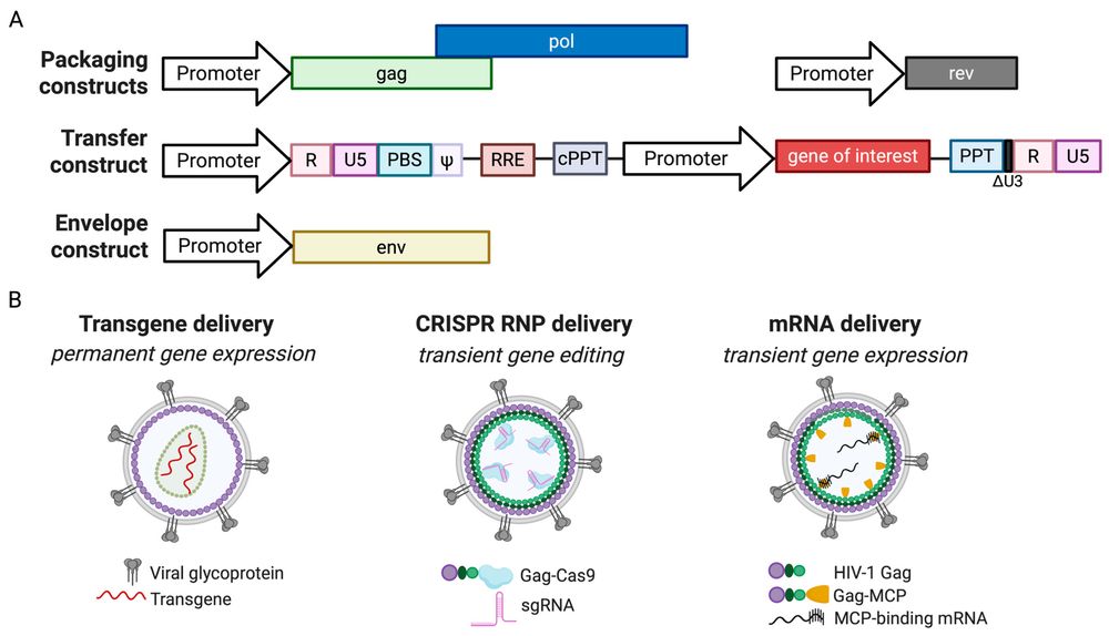Figure 1. Overview of the lentiviral vector system and its gene delivery methodologies. (OA Literature)