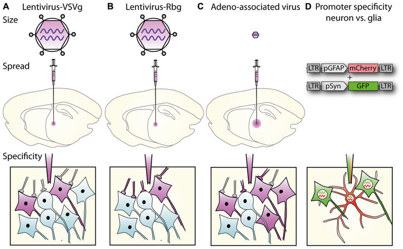 Figure 1: The spread, transduction, and expression of lentiviral vectors are influenced by particle size, envelope characteristics, and promoter selection. (OA Literature)