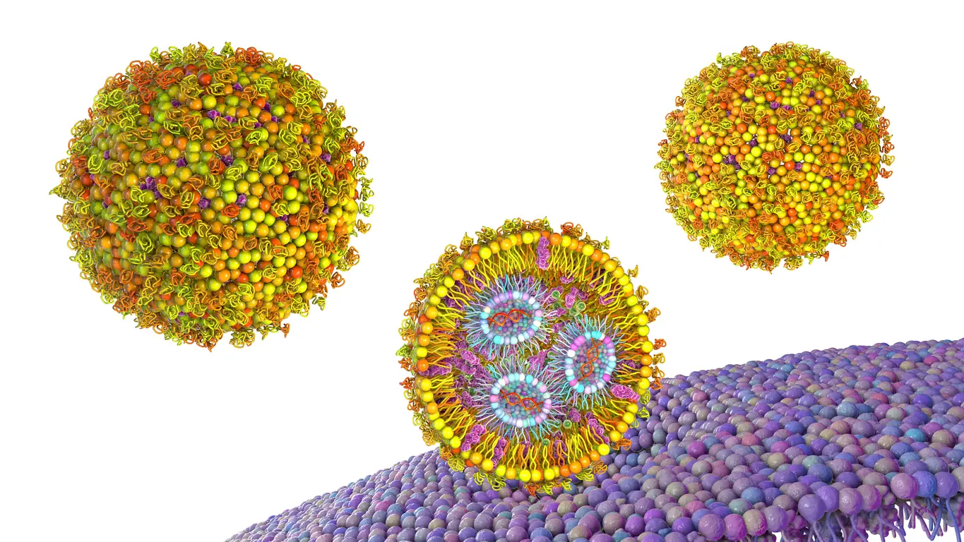 Antibody-LNP Conjugate Icon