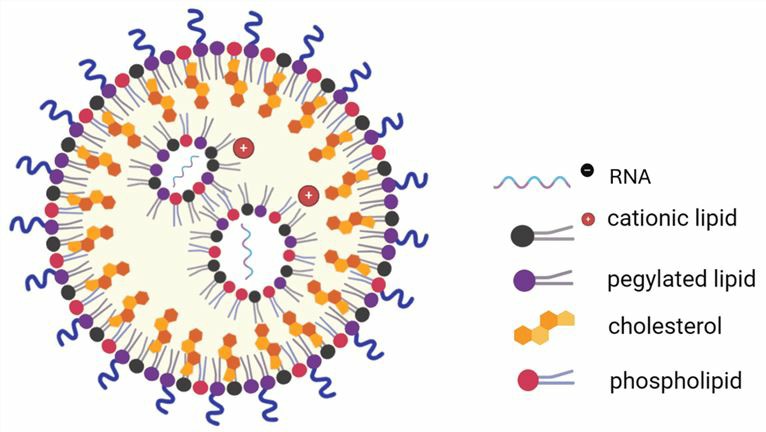 Figure 1. A standard lipid nanoparticle (LNP) structure. (OA Literature)