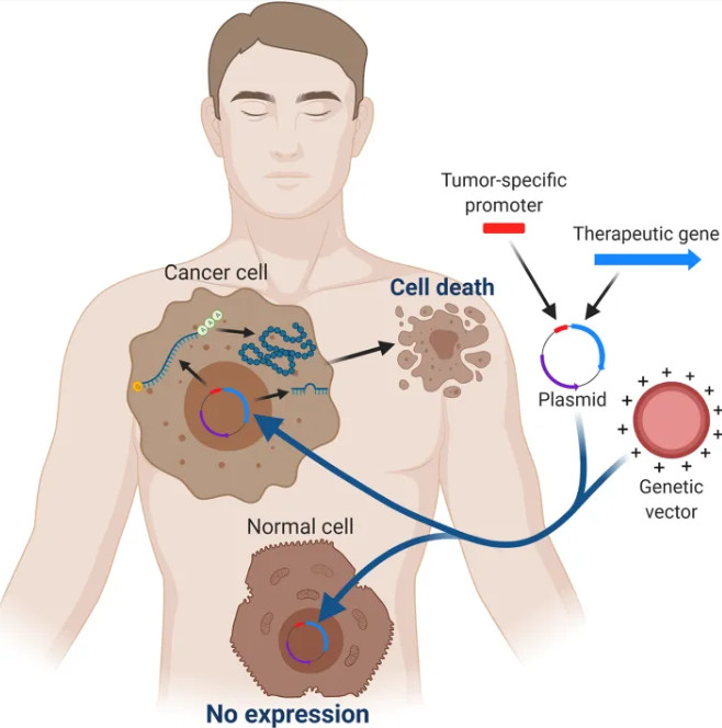 Figure 1. The concept of targeted gene expression governed by a tumor-specific promoter. (OA Literature)