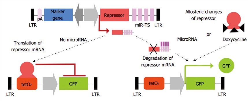 Principle of microRNA-mediated suppression of transgene expression and viral replication.