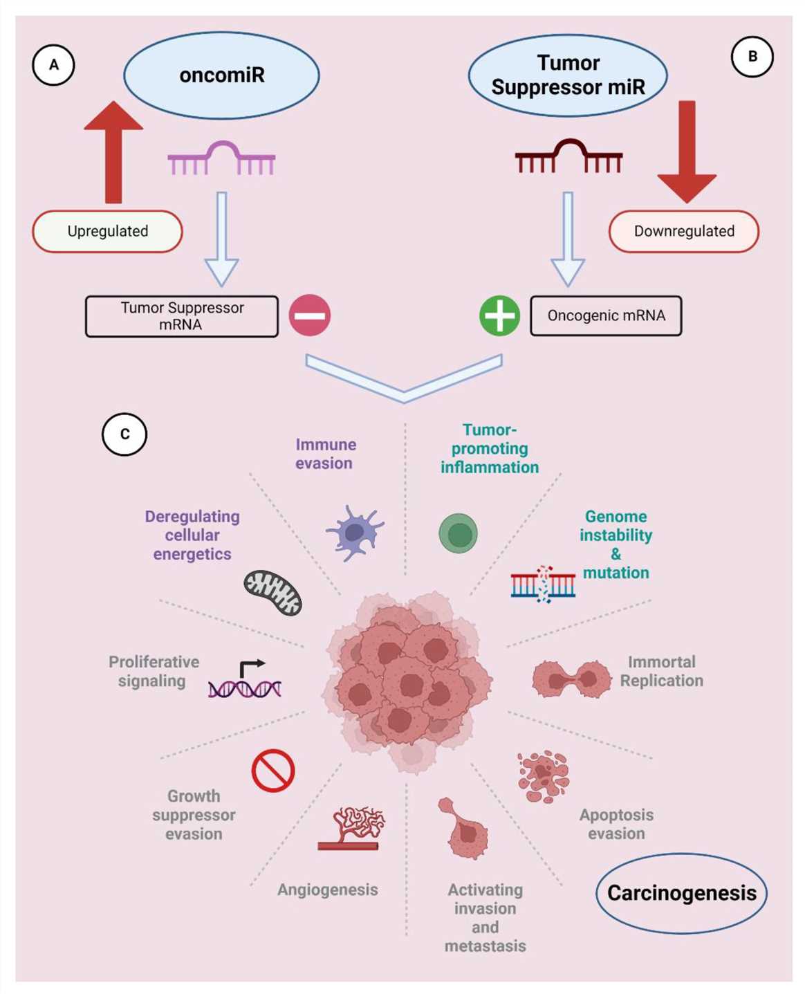 miRNAs can be classified as oncomiRs and tumor suppressors.
