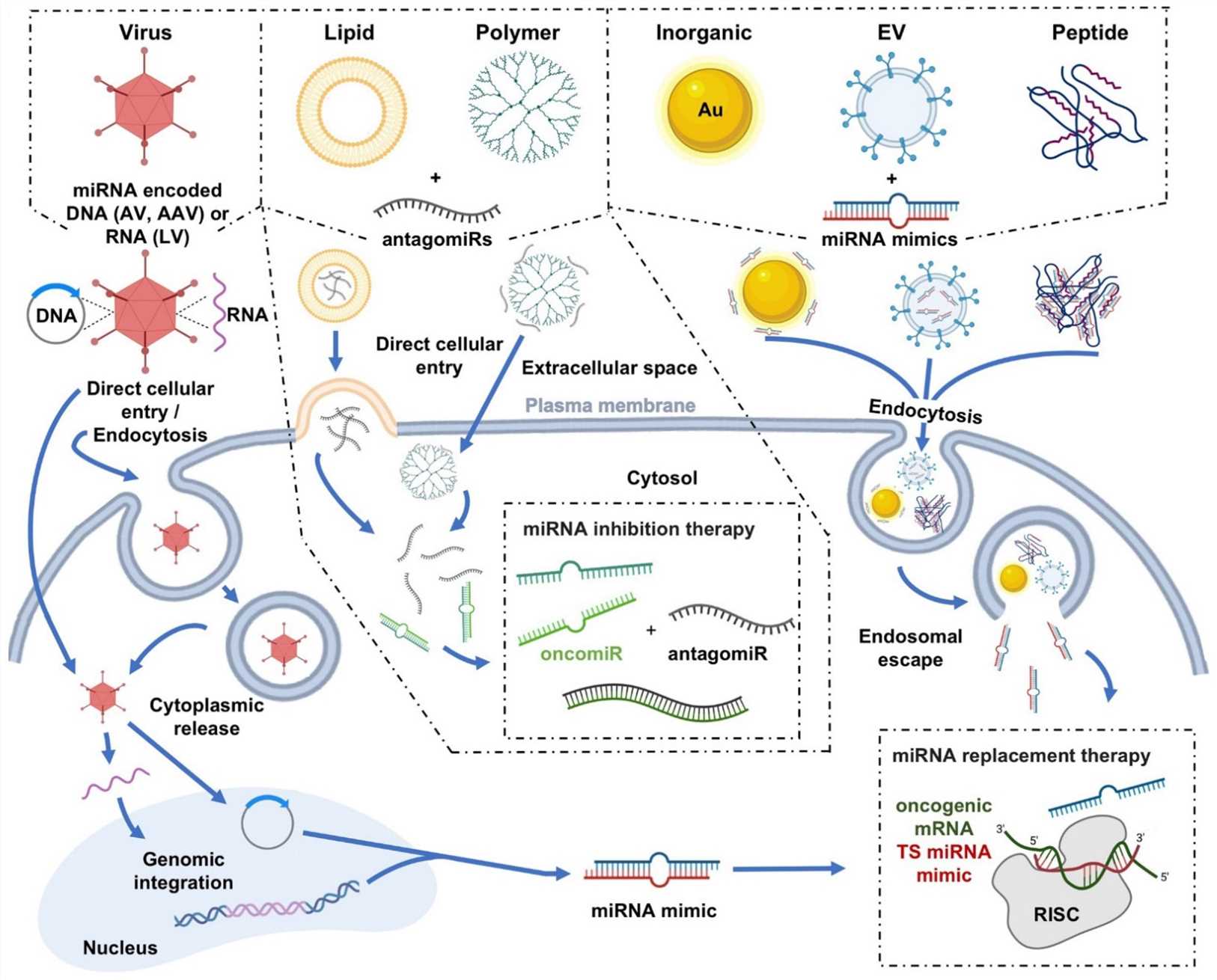 miRNAs can be classified as oncomiRs and tumor suppressors.