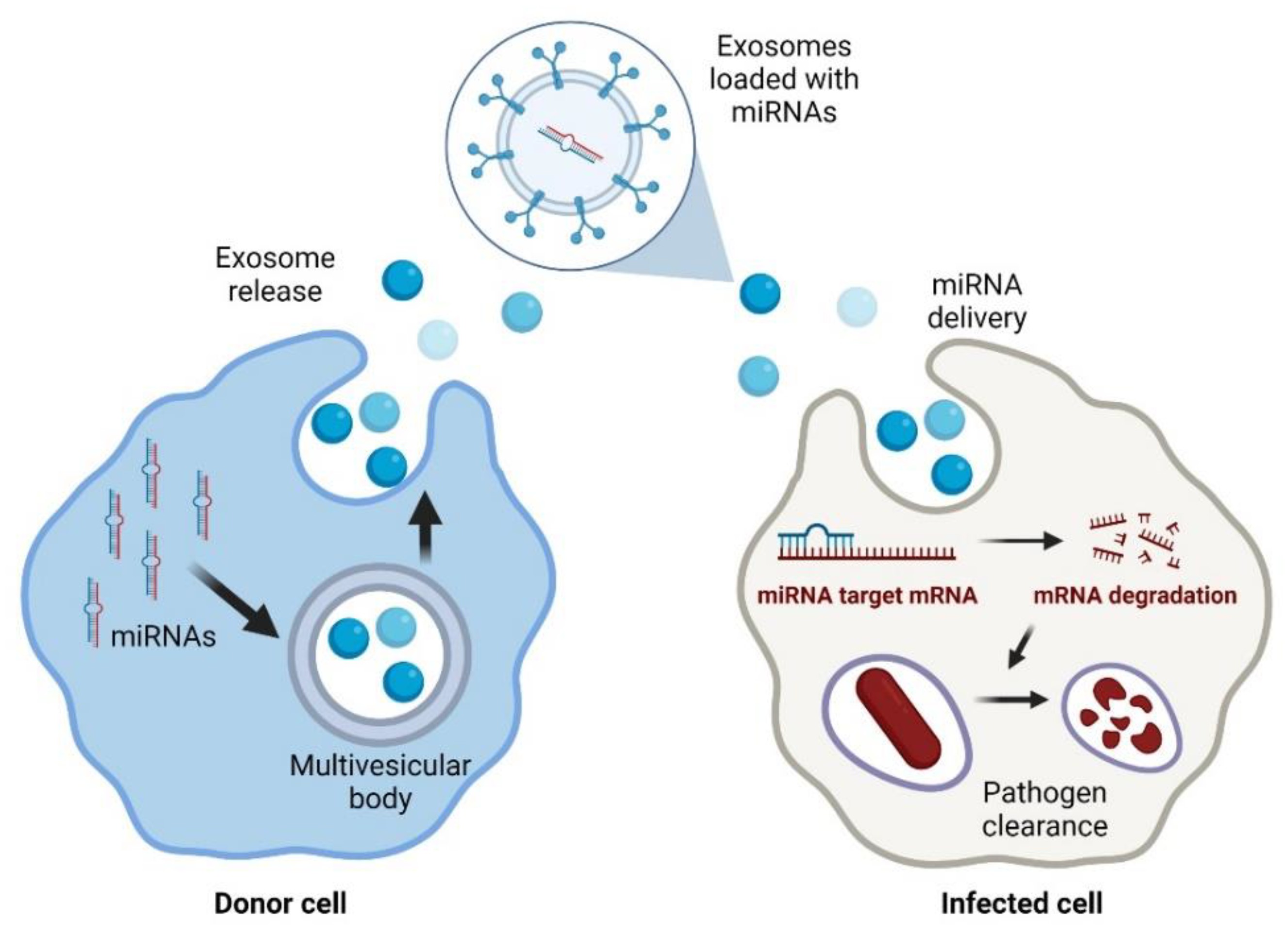 Exosomal delivery of antimicrobial miRNAs to infected cells.
