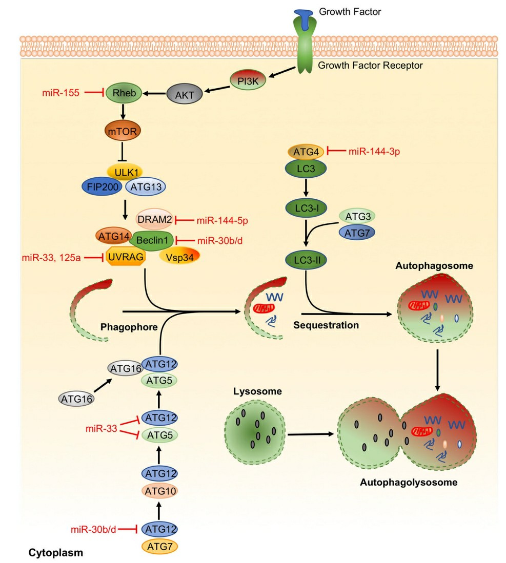 Exosomal delivery of antimicrobial miRNAs to infected cells.