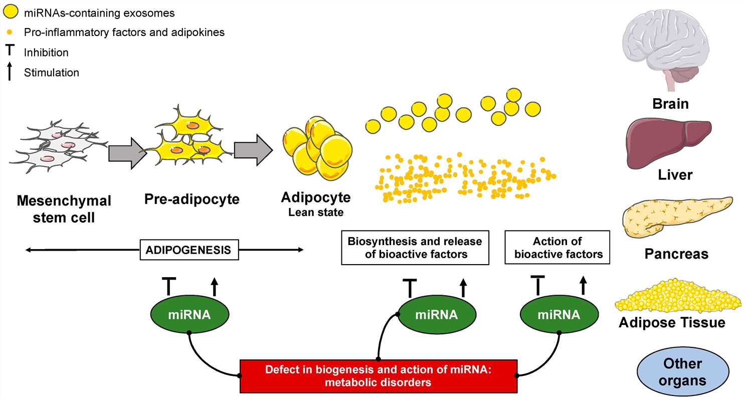 The functions of micro RNAs (miRNAs) in the adipose tissue development and functions.