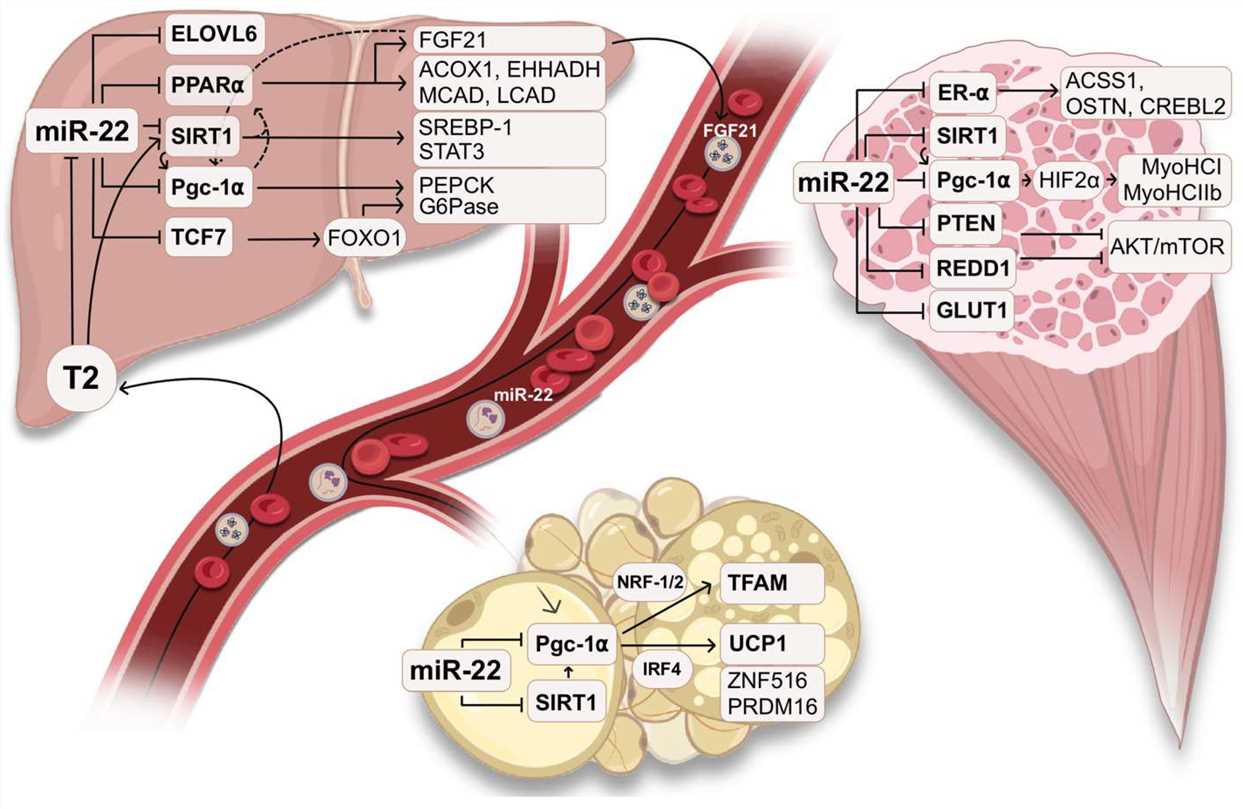 The physiological role of miR-22 in metabolism.