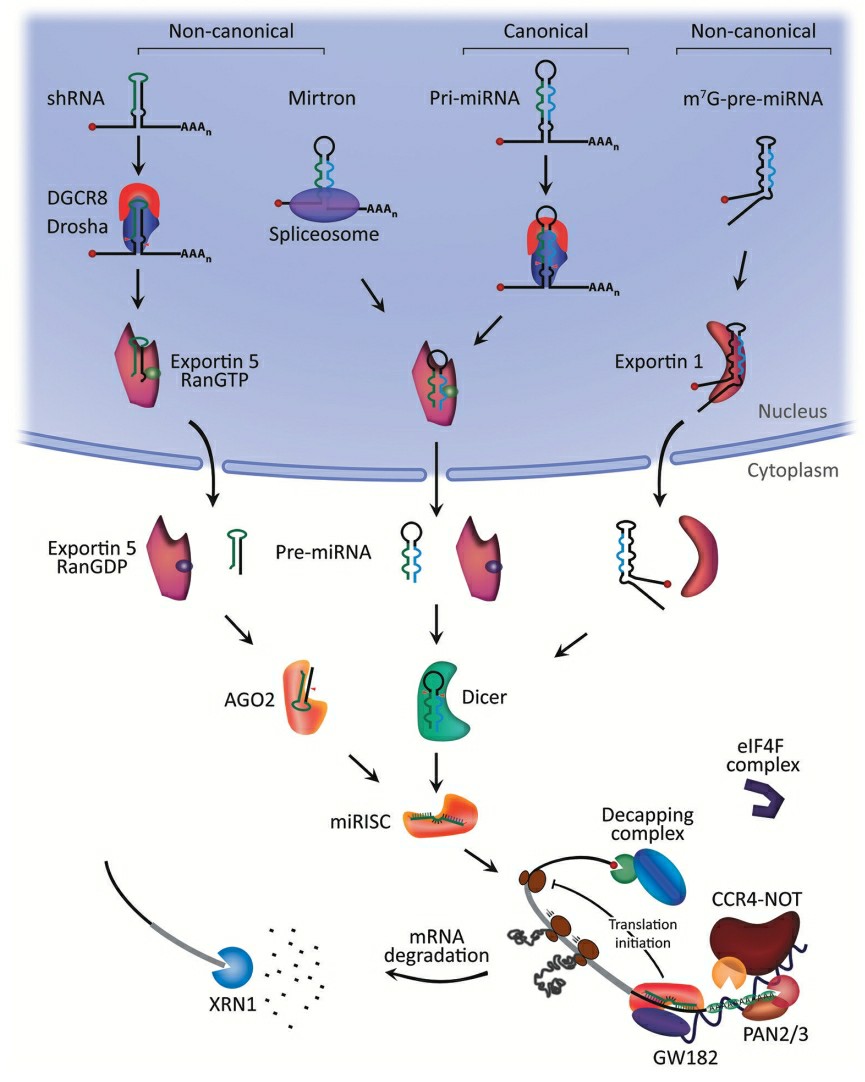 MicroRNA biogenesis and mechanism of action.