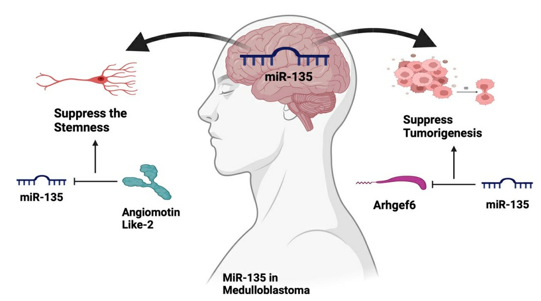 The schematic represents the potential roles of miR-135 in medulloblastoma.