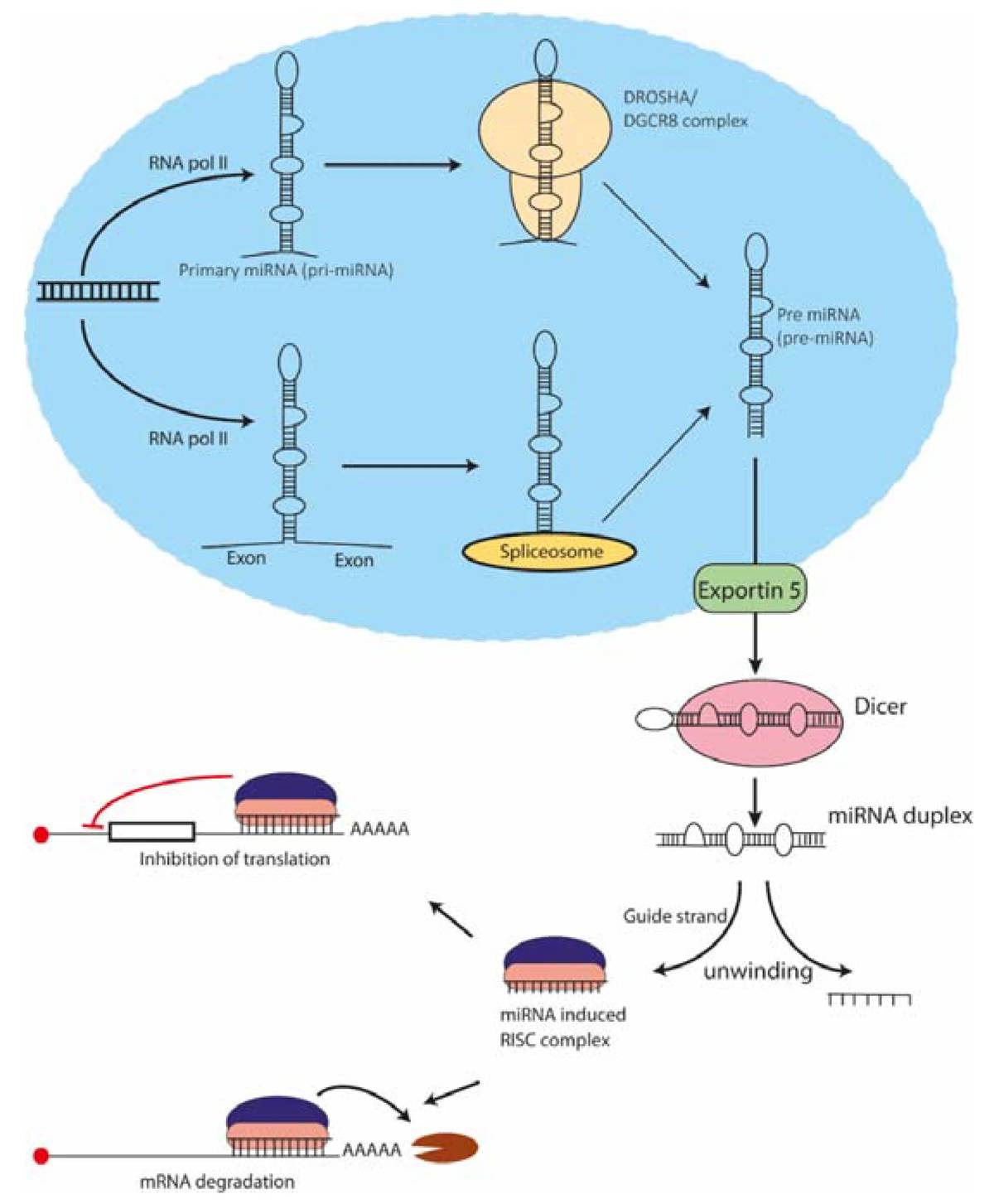 Figure 1. The biogenesis and functional mechanisms of microRNAs (miRNAs). (OA Literature)