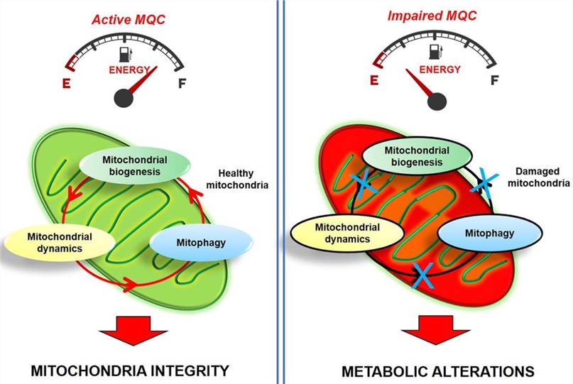 Figure 1. Healthy vs. Damaged Mitochondria. (OA Literature)